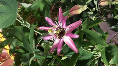 Mučenka (Passiflora) - vše o mučenkách