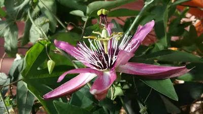 Mučenka (Passiflora) - vše o mučenkách