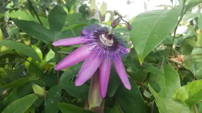 Mučenka (Passiflora) - vše o mučenkách