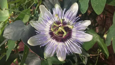 Mučenka (Passiflora) - vše o mučenkách
