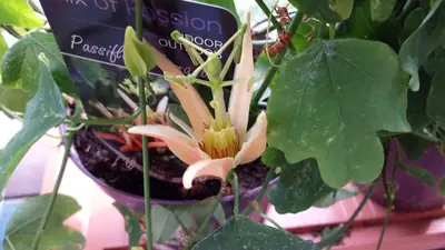 Mučenka (Passiflora) - vše o mučenkách