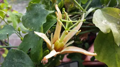 Mučenka (Passiflora) - vše o mučenkách