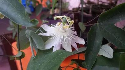 Mučenka (Passiflora) - vše o mučenkách