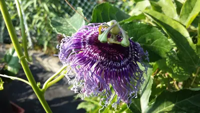 Mučenka (Passiflora) - vše o mučenkách