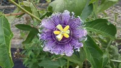 Mučenka (Passiflora) - vše o mučenkách