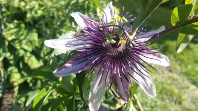 Mučenka (Passiflora) - vše o mučenkách