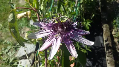Mučenka (Passiflora) - vše o mučenkách