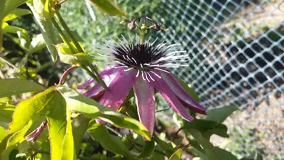 Mučenka (Passiflora) - vše o mučenkách