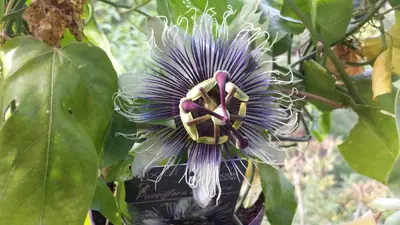 Mučenka (Passiflora) - vše o mučenkách