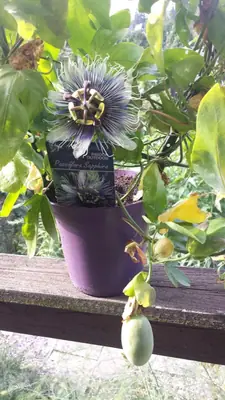 Mučenka (Passiflora) - vše o mučenkách