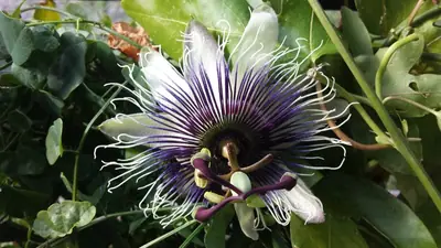 Mučenka (Passiflora) - vše o mučenkách