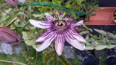 Mučenka (Passiflora) - vše o mučenkách