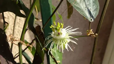 Mučenka (Passiflora) - vše o mučenkách
