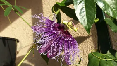 Mučenka (Passiflora) - vše o mučenkách
