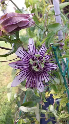 Mučenka (Passiflora) - vše o mučenkách