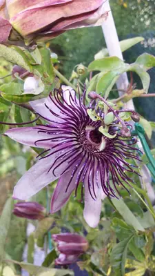Mučenka (Passiflora) - vše o mučenkách