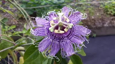 Mučenka (Passiflora) - vše o mučenkách