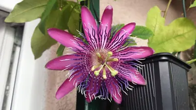 Mučenka (Passiflora) - vše o mučenkách
