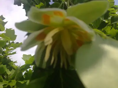 Liliovník tulipánokvětý