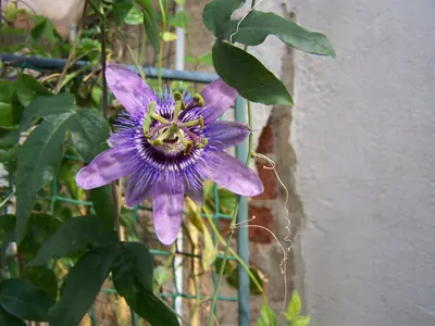 Mučenka (Passiflora) - vše o mučenkách