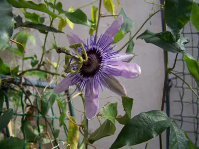 Mučenka (Passiflora) - vše o mučenkách