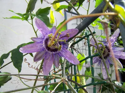 Mučenka (Passiflora) - vše o mučenkách