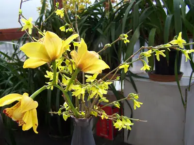 Mučenka (Passiflora) - vše o mučenkách