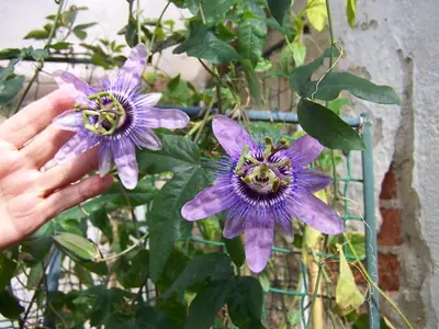 Mučenka (Passiflora) - vše o mučenkách