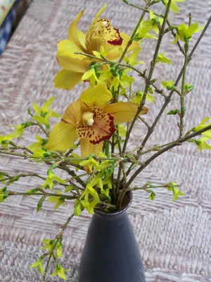 Mučenka (Passiflora) - vše o mučenkách