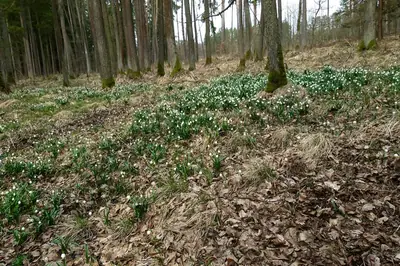 Sněženky a bledule