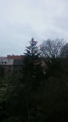 Smrk na zahradě opadává od špičky - prosím, poraďte!