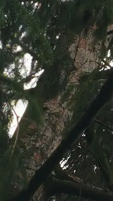Smrk na zahradě opadává od špičky - prosím, poraďte!