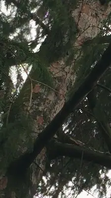 Smrk na zahradě opadává od špičky - prosím, poraďte!