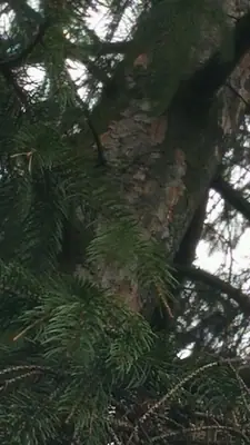 Smrk na zahradě opadává od špičky - prosím, poraďte!