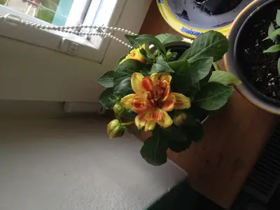 Pozná někdo tuto rostlinu?