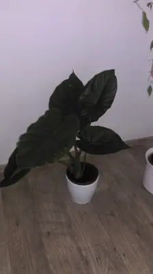 Znáte tuto rostlinu?