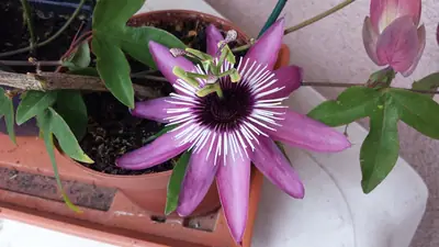 Mučenka (Passiflora) - vše o mučenkách
