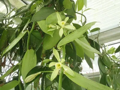 Vanilla planifolia - květ