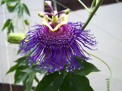 Mučenka (Passiflora) - vše o mučenkách