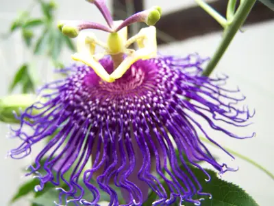 Mučenka (Passiflora) - vše o mučenkách