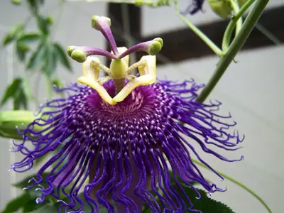 Mučenka (Passiflora) - vše o mučenkách