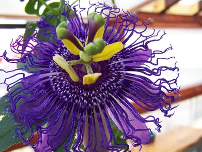 Mučenka (Passiflora) - vše o mučenkách