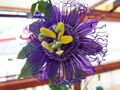 Mučenka (Passiflora) - vše o mučenkách