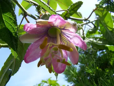 Mučenka (Passiflora) - vše o mučenkách