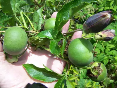 Mučenka (Passiflora) - vše o mučenkách
