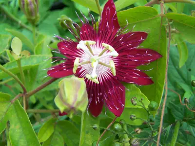 Mučenka (Passiflora) - vše o mučenkách
