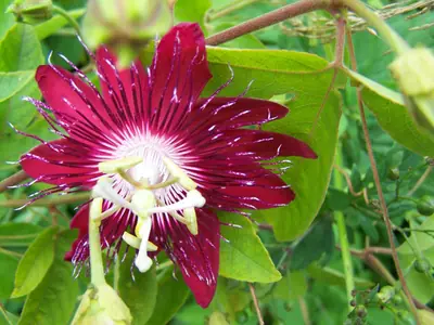 Mučenka (Passiflora) - vše o mučenkách