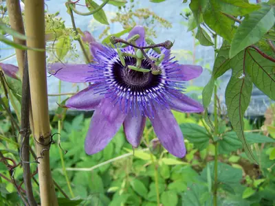 Mučenka (Passiflora) - vše o mučenkách