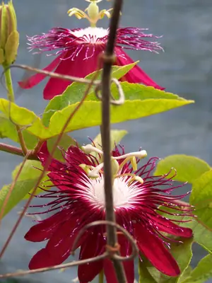 Mučenka (Passiflora) - vše o mučenkách