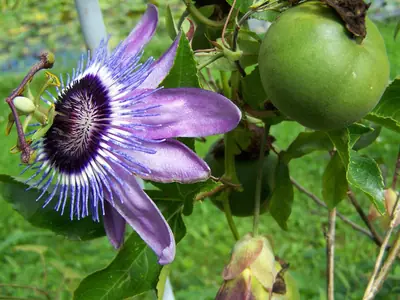 Mučenka (Passiflora) - vše o mučenkách